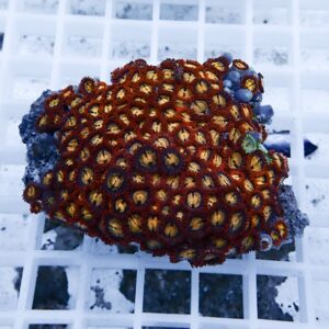 Close-up of a colorful zoanthid coral colony with orange centers and red tentacles on a rock over a white grid frame.