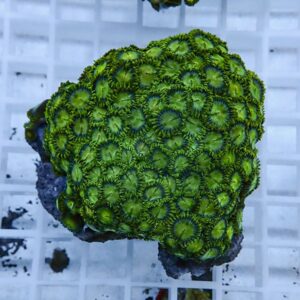 Close-up of a neon green zoanthid coral colony with small circular polyps on rock in an aquarium.