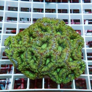 Green brain coral fragment with a ridged, wrinkled surface on a white grid background.