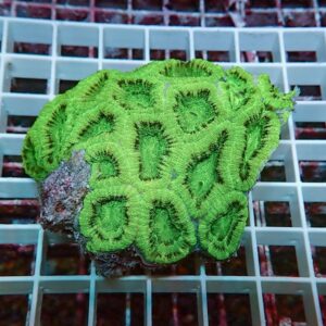 Bright green zoanthid coral colony with circular polyps on a rock, resting on a white grid surface.