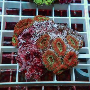 Cluster of orange zoanthid corals with green centers on a pink rock fragment, resting on a white grid in an aquarium.