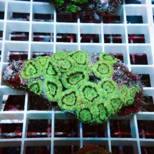 Bright green zoanthid coral colony with circular polyp mouths on a maroon base, resting on a white frag rack.