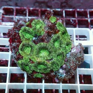 Bright green zoanthid coral colony with circular polyps atop a white grid rack in an aquarium setting