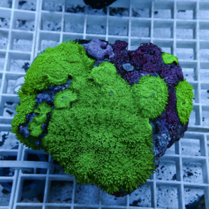 Close-up of neon green zoanthid coral colonies with purple encrusting areas on a rock resting on a white grid.