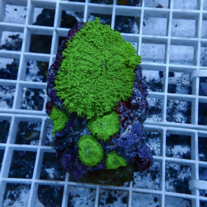 Close-up of bright green coral polyps attached to a purple rocky base on a white frag rack.