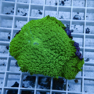 Bright green coral fragment with a densely bumpy surface resting on a white grid rack used in aquaculture or reef tanks.