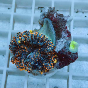 Close-up of a blue coral with bright orange-tipped polyps attached to a white rock on a pale grid surface.