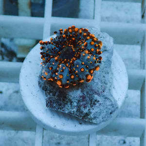 Top-down view of a coral fragment with orange-tipped polyps resting on a rock on a white circular dish.