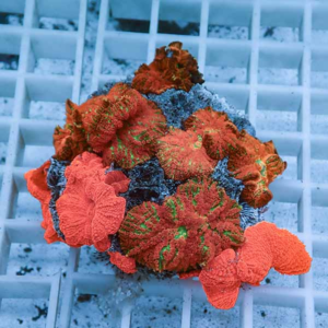 Colorful coral fragments with red, orange, and blue polyps resting on a white grid.
