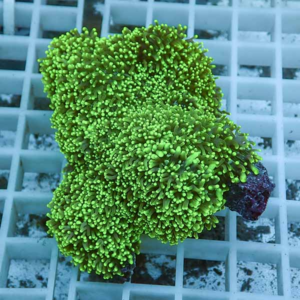 Bright green coral fragment with many tiny fingerlike polyps on a white grid surface.