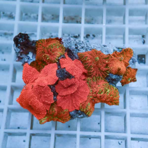 Colorful coral fragment with red, orange, and green polyps resting on a white frag rack in an aquarium setting.