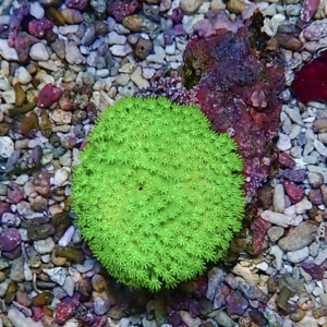 Bright green, spherical coral-like plant with tiny star-shaped protrusions on a bed of small rocks and gravel.