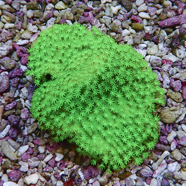 【サンゴ現物2】ウミキノコ メタリックグリーン 6.5-5cm!15時までのご注文で当日発送 【サンゴ】(t147