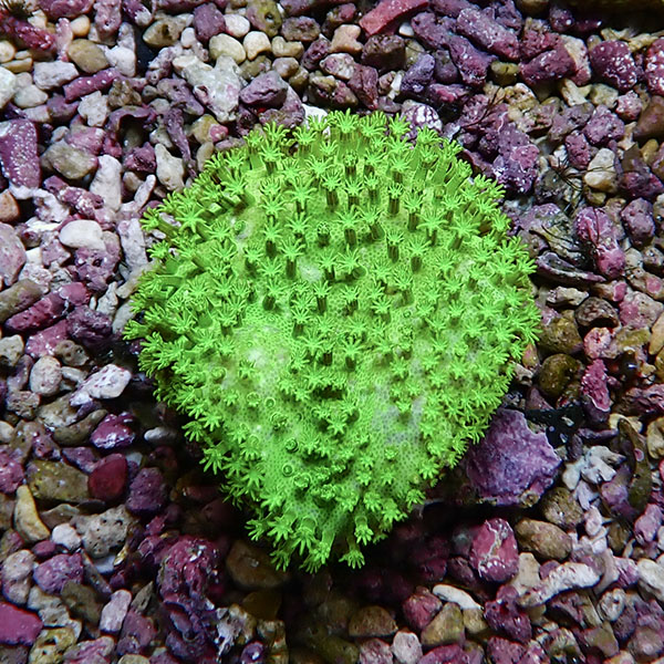 【サンゴ現物3】ウミキノコ メタリックグリーン 5-5cm!15時までのご注文で当日発送 【サンゴ】(t147
