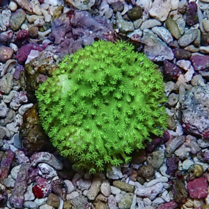 Bright green spherical coral-like succulent with many tiny star-shaped polyps on a bed of mixed pebbles.