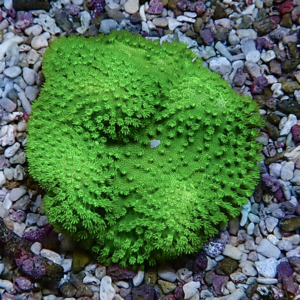 Bright green, round, fuzzy-looking plant with spiky ridges on a bed of small pebbles.