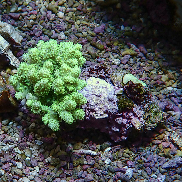 【サンゴ現物3】トサカ.sp 5-7cm 沖縄産!15時までのご注文で当日発送 【サンゴ】(t145