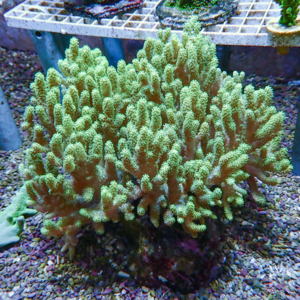 Green branching coral with finger-like projections growing from a dark base on a gravel substrate in an aquarium.