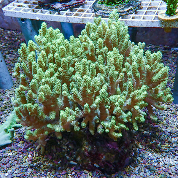 【サンゴ現物4】トサカ.sp 20-20cm 沖縄産!15時までのご注文で当日発送 【サンゴ】(t145