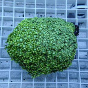 Close-up of a vibrant green coral colony with many tiny star-shaped polyps on a pale grid background.