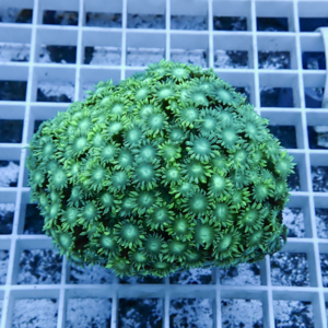Close-up of a bright green coral colony with many small, star-like polyps on a white grid rack.