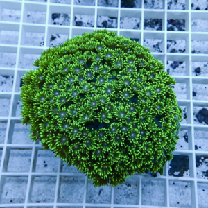 irm-010-1413099206 - AQUAGIFT 用品ショップ Bright green coral colony with many small polyp tentacles on a light grid background.