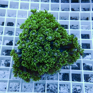 Bright green zoanthid coral colony with extended polyps on a white grid in an aquarium