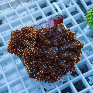 Frag plug with brown coral and orange polyp clusters in an aquarium rack, a reef tank display piece.