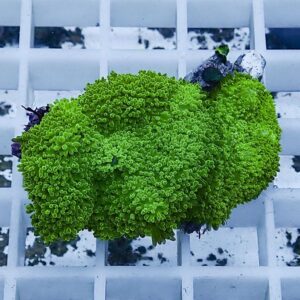 Bright neon green, coral-like moss with tightly curled fronds resting on a white grid surface.