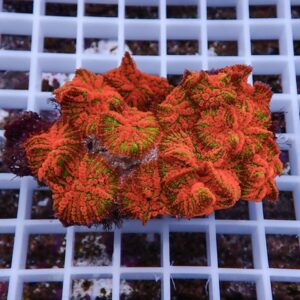 Bright orange coral fragment with green centers resting on a white plastic grid rack.