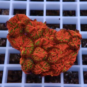 Red encrusting coral fragment with bright green polyps resting on a white frag rack.