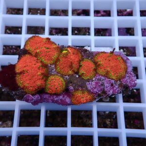 Bright orange coral colonies with green-edged polyps on a purple base resting on a white frag rack grid.