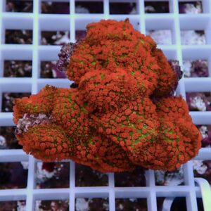 Bright red coral frag with green polyps resting on a white grid rack beside a reef tank setup.