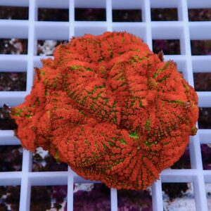 Bright orange-red reef coral fragment with feathery, branching polyps resting on a white grid background.
