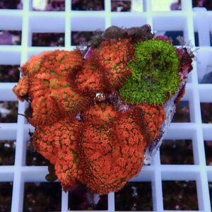 Bright orange and green encrusting coral fragments on a white grid rack used for propagation in an aquarium setting, viewed up close.
