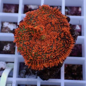 Round orange coral frag with numerous small polyps on a white frag plug rack