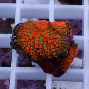 Coral fragment with bright orange polyp clusters on a green center, resting on a white frag rack.