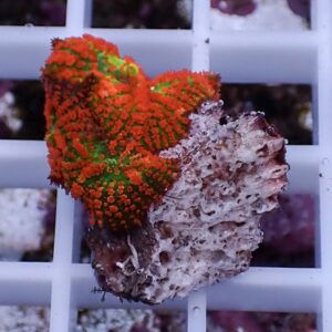 Bright orange and green coral fragment attached to a rock resting on a white grid surface.
