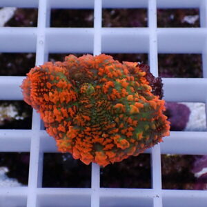 Bright orange-green coral fragment resting on a white grid frag rack used in reef aquaculture.