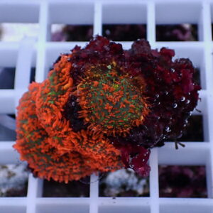 Close-up of orange and green coral fragments with purple encrustation resting on a white frag rack.