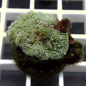 Close-up of bright green bubble algae (Valonia) covering a small coral fragment.