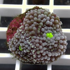 Close-up of a bubble coral colony with hundreds of gray bead-like polyps; neon-green fragments peek through.