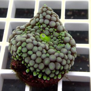 Close-up of a succulent with hundreds of gray-green bubble-like bumps forming a dome on a dark red base, with small lime-green shoots interspersed.