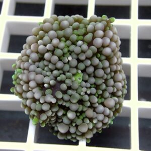 Dense sphere made of many tiny gray-green beads resting on a white grid background.