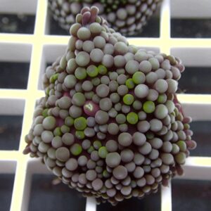 Close-up of a grape-like cluster of tiny purple and green berries resting on a white grid surface, viewed from above.