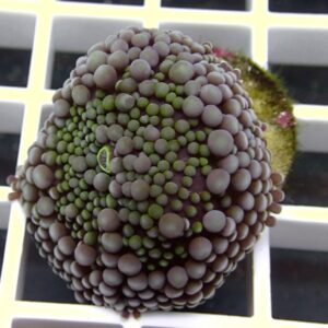 Close-up of a spherical fruit covered in many purple and green rounded bumps on its surface.