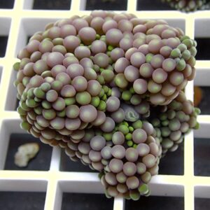 Close-up of a brain-shaped succulent made of numerous pink-green bead-like leaves on a white grid backdrop