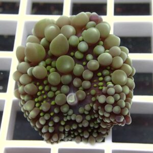 Close-up of a slime mold fruiting body with many green and beige nodules on a purple stalk over a white grid surface