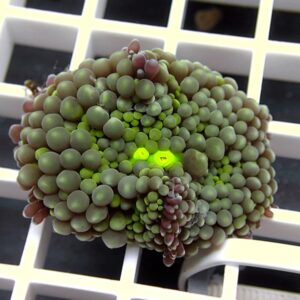 Close-up of a spherical cluster of small green and purplish bead-like succulent leaves resting on a white grid shelf