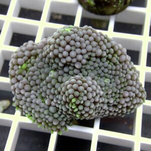 Beaded brain coral fragment with gray bead-like polyps on a white frag rack in an aquarium setting.